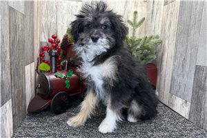 Layla - Bernedoodle, Mini for sale
