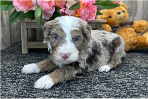 Gerald - puppy for sale