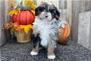 Levi - puppy for sale