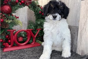 Luna - Bernedoodle, Mini for sale