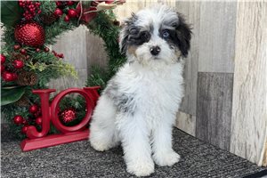 Lily - Bernedoodle, Mini for sale