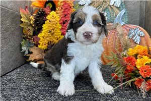 Jonathan - Mini Bernedoodle for sale