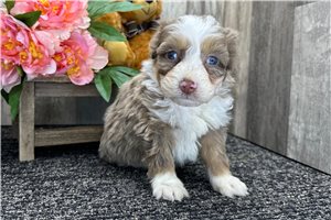 Gabriella - Bernedoodle, Mini for sale