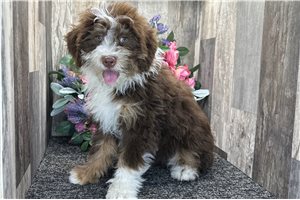 Gideon - Bernedoodle, Mini for sale