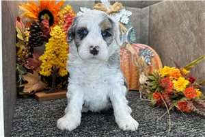 Jeremy - puppy for sale