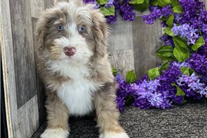 Gerald - Bernedoodle, Mini for sale
