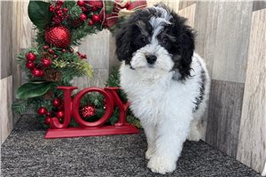 Lucas - Bernedoodle, Mini for sale
