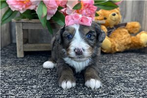 Glinda - Mini Bernedoodle for sale