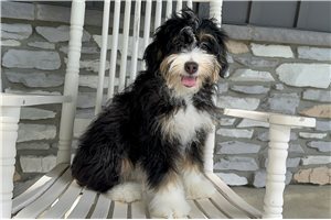 Hope - Bernedoodle, Mini for sale