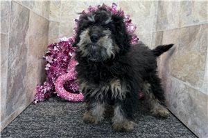 Leilani - Bernedoodle, Mini for sale