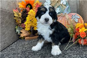 Jiminy - puppy for sale