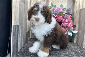 Gemma - Bernedoodle, Mini for sale