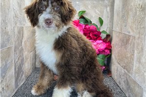 Gideon - Bernedoodle, Mini for sale