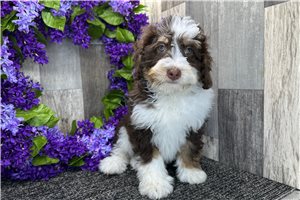 Gemma - Mini Bernedoodle for sale