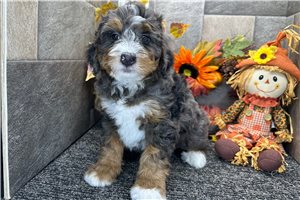 Kaitlin - Mini Bernedoodle for sale