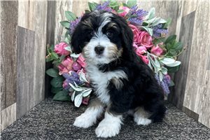 Hope - Bernedoodle, Mini for sale