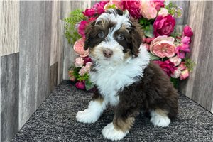 Gemma - Bernedoodle, Mini for sale