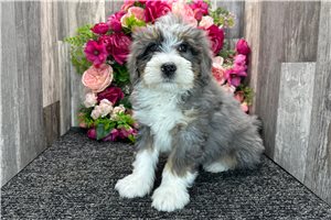 Gypsy - Bernedoodle, Mini for sale