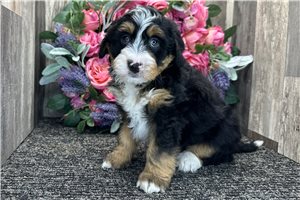 Holden - Bernedoodle, Mini for sale