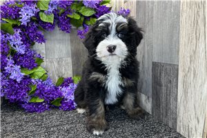 Gary - Bernedoodle, Mini for sale