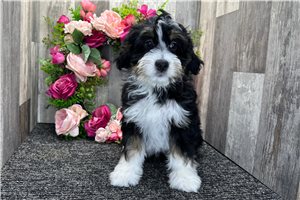 Hope - Bernedoodle, Mini for sale
