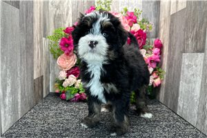 Gary - Bernedoodle, Mini for sale