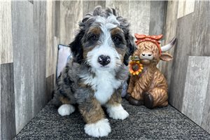 Kourtney - Mini Bernedoodle for sale