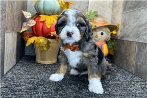 Kaleb - Bernedoodle, Mini, placed in South Bend / Michiana