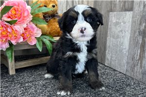 Gary - Bernedoodle, Mini for sale