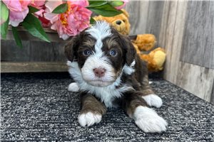 Gideon - puppy for sale