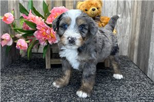 Glinda - Bernedoodle, Mini for sale