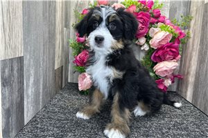 Harmony - Bernedoodle, Mini for sale