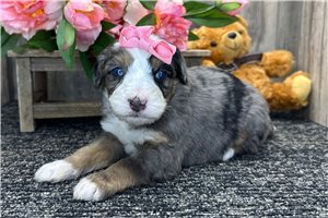 Ginny - puppy for sale