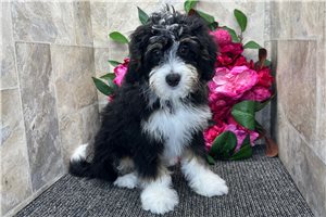 Hope - Bernedoodle, Mini for sale