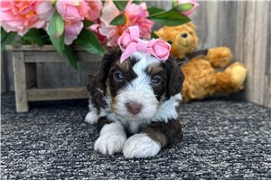 Gemma - puppy for sale