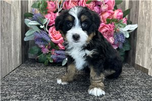 Harmony - Bernedoodle, Mini for sale