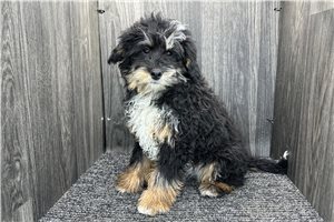 Heathrow - puppy for sale