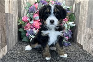 Harmony - Bernedoodle, Mini for sale