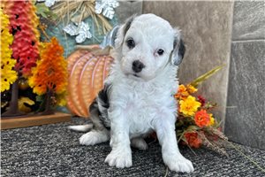 Juniper - puppy for sale