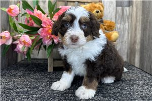 Gemma - Bernedoodle, Mini for sale