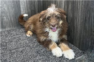 Holland - puppy for sale