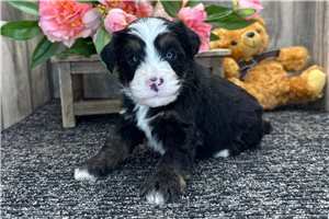 Gary - puppy for sale