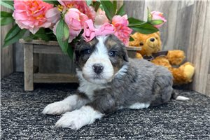 Gypsy - puppy for sale