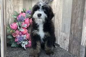 Gary - Bernedoodle, Mini for sale