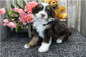 Gideon - Bernedoodle, Mini for sale