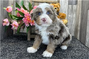 Gerald - Bernedoodle, Mini for sale
