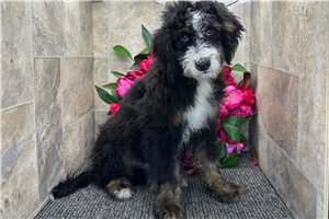 Gary - Bernedoodle, Mini for sale