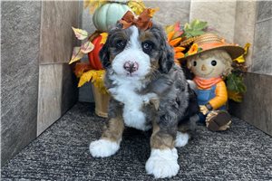 Kourtney - Mini Bernedoodle for sale
