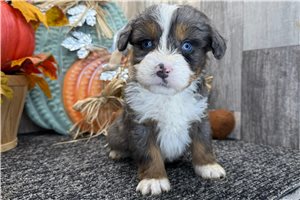 Valor - puppy for sale