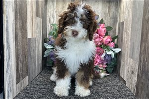 Gemma - Bernedoodle, Mini for sale